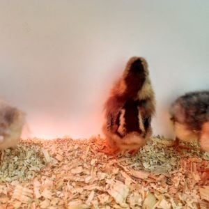Facing the camera and face to the back wall: Welsumer
Between the 2 Welsumers: darker Easter Egger
Far left: lighter Easter Egger