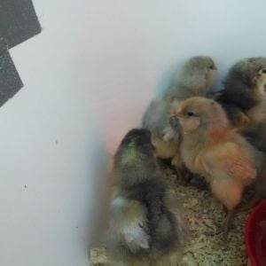 Darker gray w/ yellow: white Jersey Giant
Lighter gray: light Easter Egger
Darker chick behind waterer: darker Easter Egger