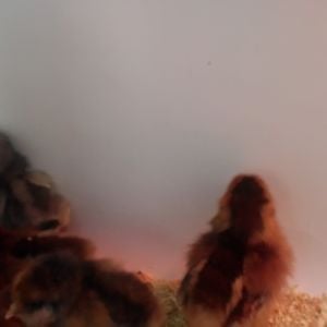 All huddled together