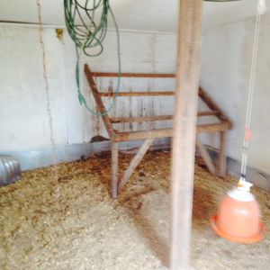 Believe it or not, this old coop has a cement floor.  I thought it was dirt.  I'll use the deep litter method.  A thorough cleaning is yet to come.  I won't use bleach, but will use a vinegar solution