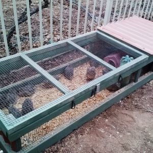 Quail in their coop outside. 4 wks old