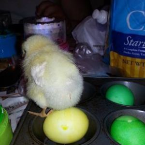 This is "Dumpling" on an Easter Egg.