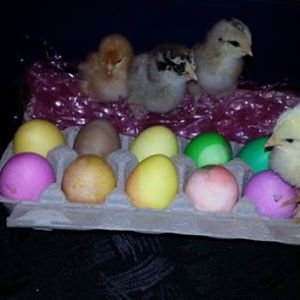 Left to right Nugget (Red), Buffalo (RIR), Fried (RIR) and Buttermilk with our Easter Eggs.