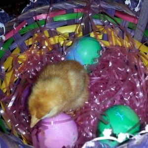 Nugget "Red"