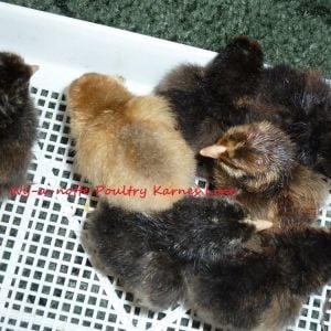Full assortment 7 Chicks first Hatch