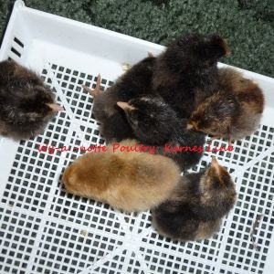 Full assortment 7 Chicks first hatch