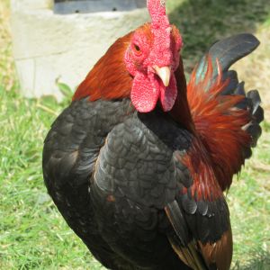 Flopsy- old english game bantam rooster