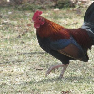 Mopsy- old english game bantam rooster