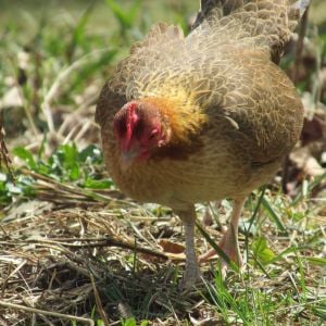 Cottontail- old english game bantam hen