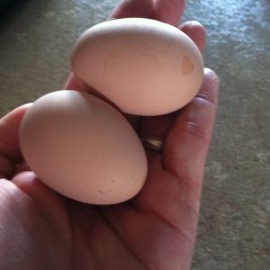 August 2013-My first 2 eggs :) I remember running to the house to show my kids :)