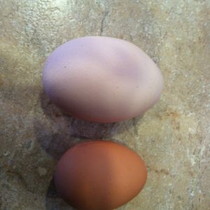 from the same breed-Buff Orpington-