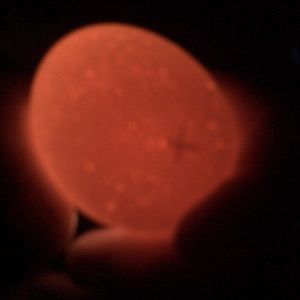 rir egg #2 this egg looks darker then the first