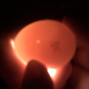White egg looks dark crossing fingers