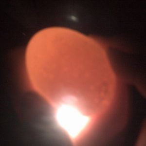 cream bantam egg looks clear :(