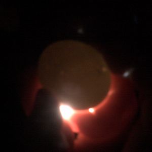 blue Bantam egg with moving air cell