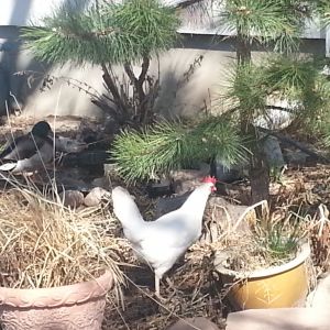 20140312_153400.jpg
The visiting leghorn from the alley-