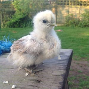 Angel the silkie chick hatched by my lovely silkie Millie