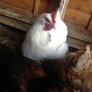 Molly,My Light Sussex