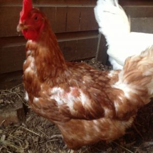 Gold, My Old Gold star