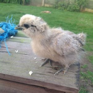 Bramble chick #2 that Millie hatched out!