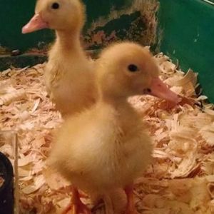 Sweet Ducklings, Daisy and Flower