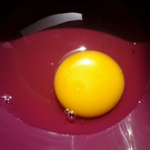 Fertile or not? I see halo like images around most of my eggs. Sorry for image quality im working within lots of constraints here.