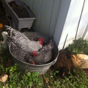 Three Chicks in a Tub!
