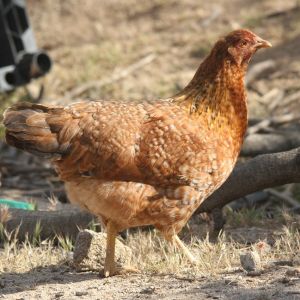 Not actually a Rhodebar, but a mix breed hen from my flock who should not be barred (mother is either a Production Red or Black Jersey Giant, father is either an Orpington or mix breed that looks like a New Hampshire)