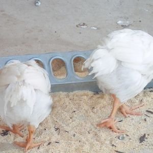 Assorted Heavy Breed Pullets?