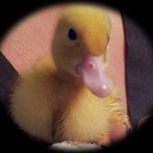 *This is Piddle ! my sweet loving one ! Piddle  loves to cuddle on my neck and prop beak on my chin or snuggle in my hair ! I think it is a girl duckie , but I who knows ! I gave them names that could be used for male or female !