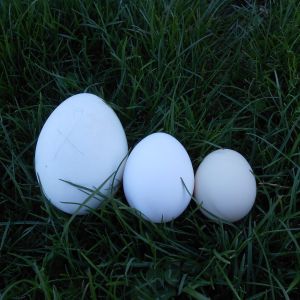 left to right:
goose egg, standard size grocery store egg, Silkie egg