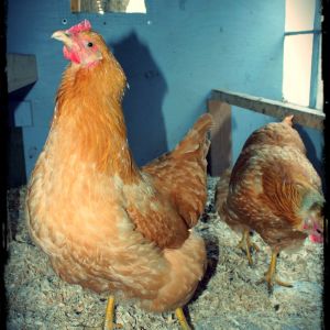 Peaches (Buff Rock) struck this pose when I opened the coop door to see what all her crowing was about ... it's as if she's saying, "Who, me??"  She replaced my rooster ... and makes as much noise, if not more!!