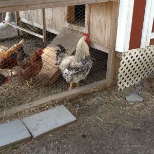 Ranger our rooster with some of the girls
