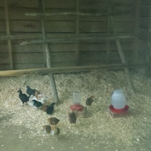Chicks like their new home. Much more room to spread out.