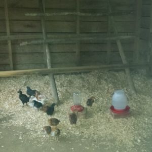 Chicks in our rehabbed coop for their first night.