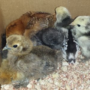 I guess I missed having chicks in the house. Bought 7 more. (2 Red Silkies, 2 Black Silkies,  1 Wyandotte,  2 Lakenvelders)
