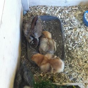 Amelia and Clara dust bathing