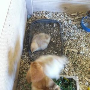 Baby Buff dust bathing