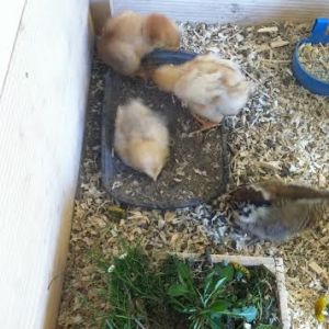 Baby Buff, Amelia and Miss Buckeye