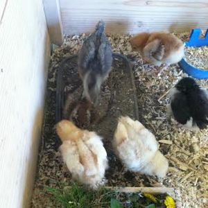 Little Dorking pecking Clara