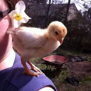 Shoulder chick