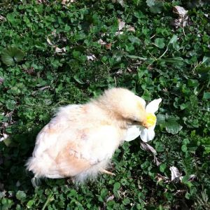 Looking a bit scraggly