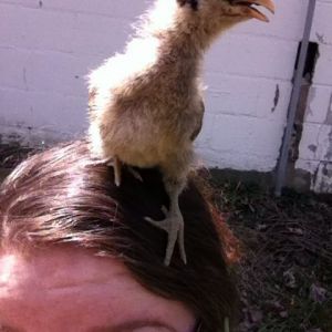 It's okay Clara, Amelia was bewildered too yesterday and hopped on my head, but she didn't poop on me twice.