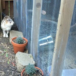 Our 18 year old kitty, Catherine, has discovered the girls. She's lost her hearing, so it took her a while, but she can sit there all day and look at them. They don't mind, so it's win, win. They're great entertainment for our little old lady.