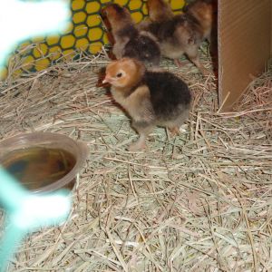 1 day old Bossy Bessie, Buff Brahma chick