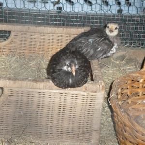 my Copper Marans, 3 weeks old