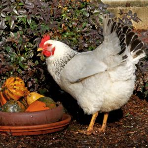 This is Big Mama.  She showed up at our nursery last summer.  She found her way to the house where I feed wild birds.  I got her some chicken scratch and treats like meal worms.  She had been living on her own at the far end of the property for quite some time, so she was pretty skittish.  It took me a few weeks to get her to stay within a couple feet of me.  I fell in love.  She started laying the most beautiful light brown eggs almost daily.  Eventually she started hanging around me when I was working outside.  Then a rooster from the neighbors chicken yard started visiting her every day.  They hung out all day together, eating and napping.  Then he would go home at night.  One day he stopped visiting and a couple of days after that Big Mama left and joined him with the neighbors flock.  We had started building a coop and run and planned on getting two or three more hens.  Even though Big Mama has left us we are going ahead with our plans for a very small flock.