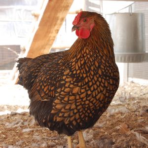 Karou, our Golden Laced Wyandotte