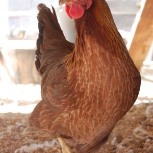 Penryn, one of our Welsummer hens
