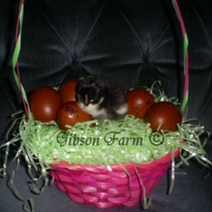 French Black Copper Marans Chick.